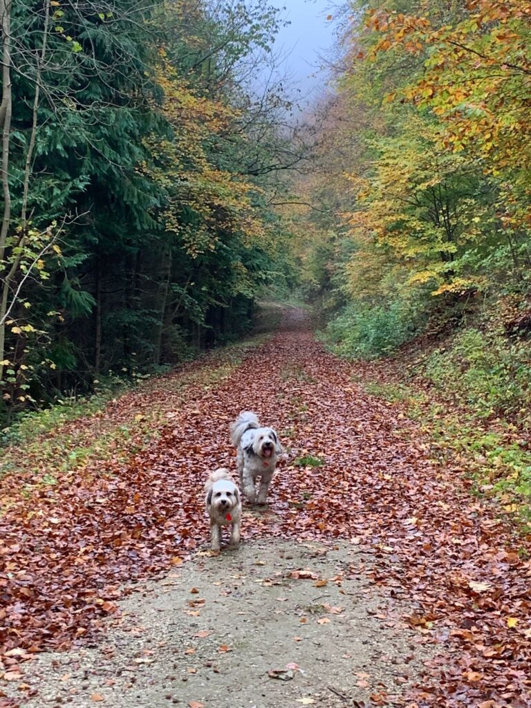 Image of Dalby Forrest path with two dogs. Dog-friendly holiday and walks.