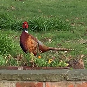 Hoppy the Pheasant