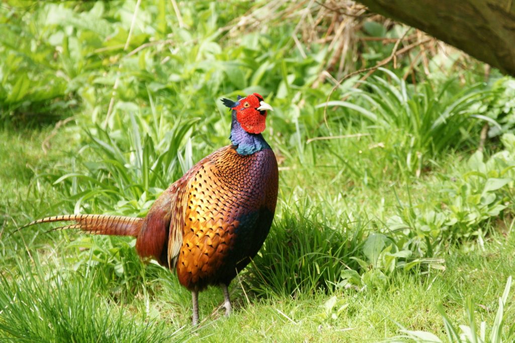 We have a lot of wildlife around our eco friendly shepherds hut